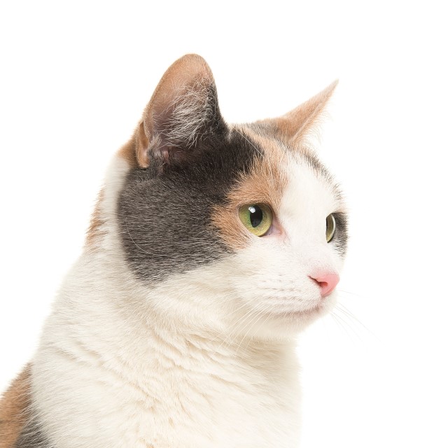 ねこさん