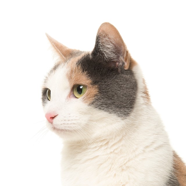 ねこさん