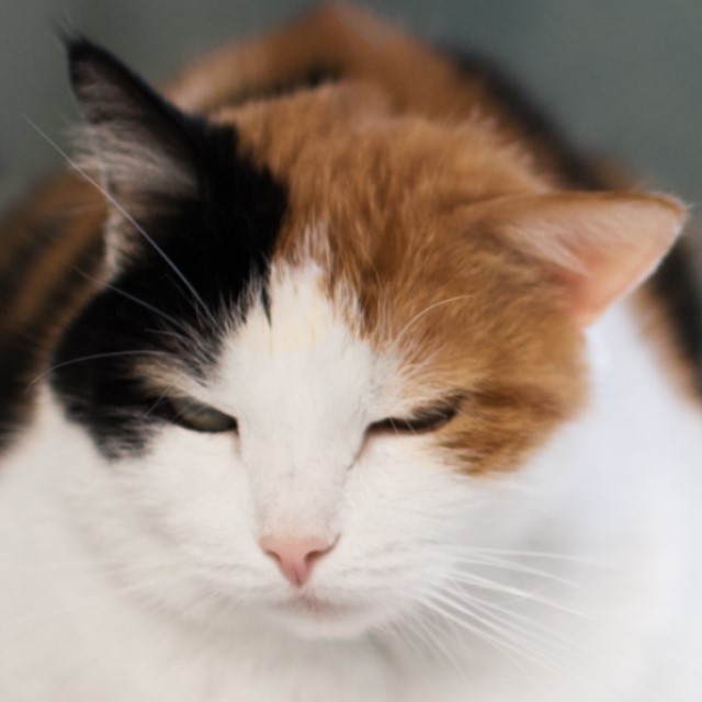 ねこさん