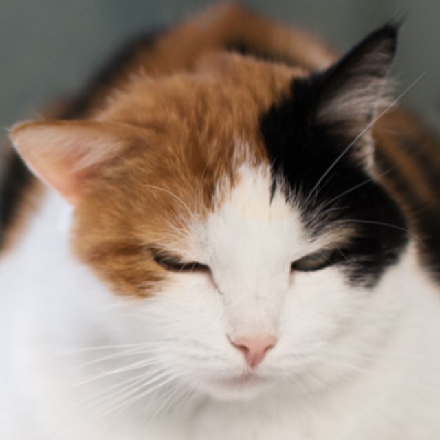 ねこさん