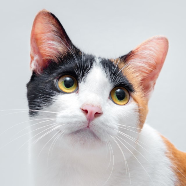 ねこさん