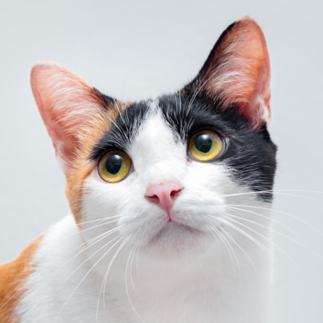 ねこさん