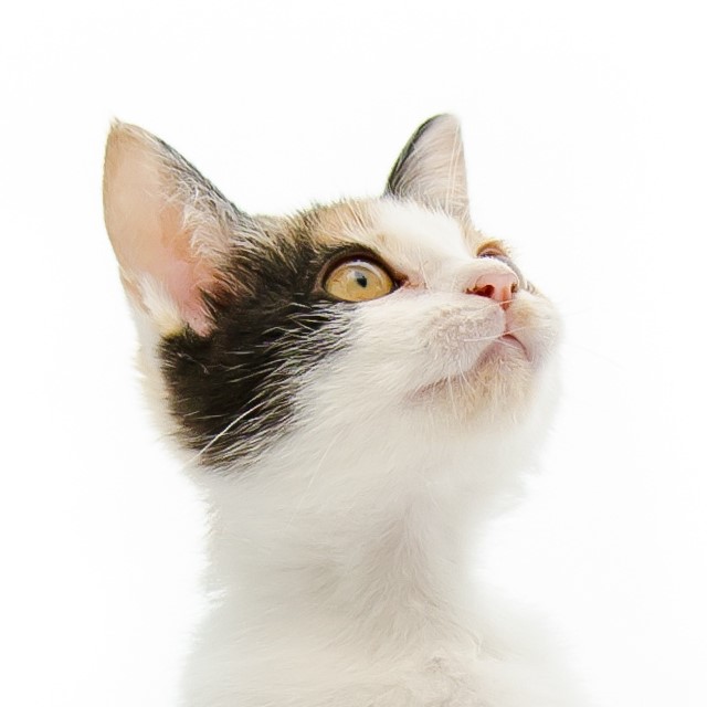 ねこさん