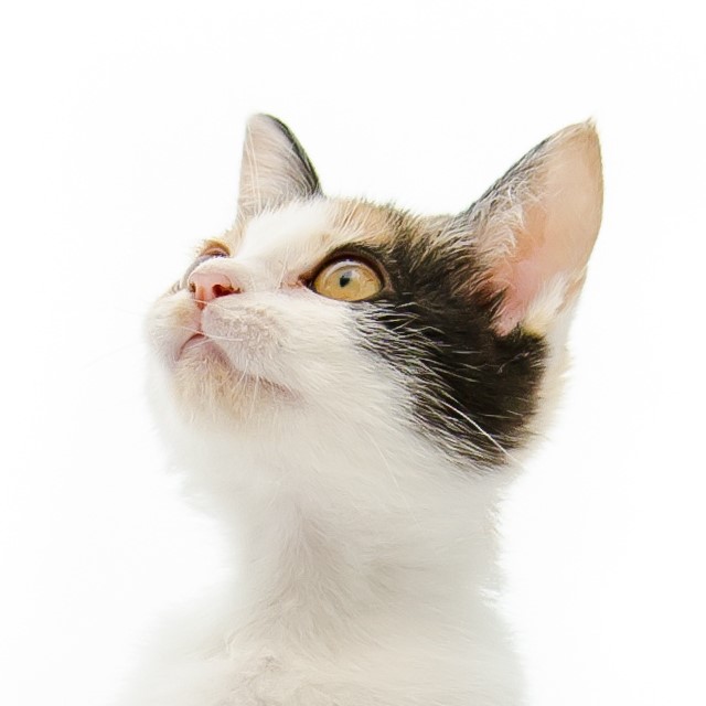 ねこさん