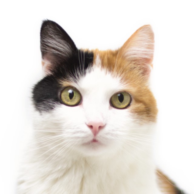 ねこさん